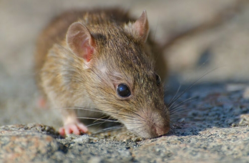 В четыре раза чаще в Татарстане стали заражаться мышиной лихорадкой